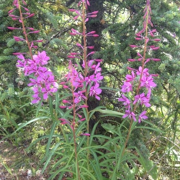 2000+ 5⭐️ REVIEWS - Picture 7 of 17